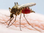 Morón refuerza las acciones contra el dengue ante la llegada de El Niño