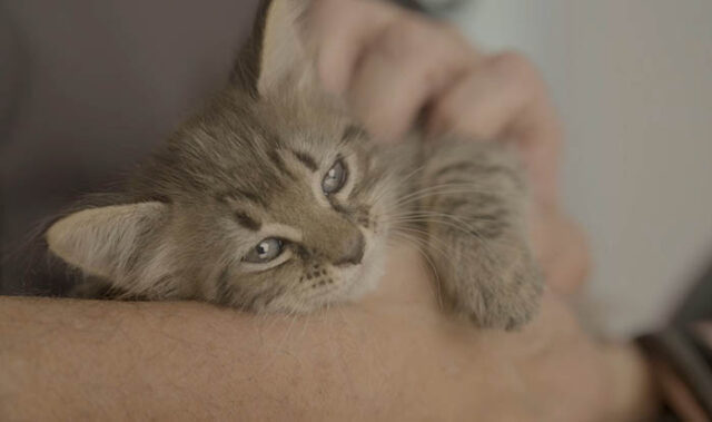 ATENCIÓN VETERINARIA ITINERANTE mdn