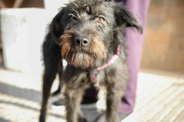 ANTIRRÁBICA MTZ mdn