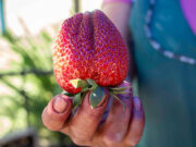 Moreno celebra la Semana de la Frutilla con productores locales y actividades gratuitas